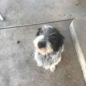 Meet your Posher, Bailey